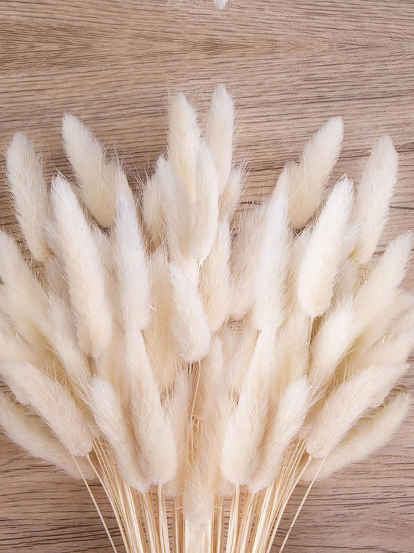 Set of 50 White Bunny Tails Dried Flowers Dried Pampas Grass