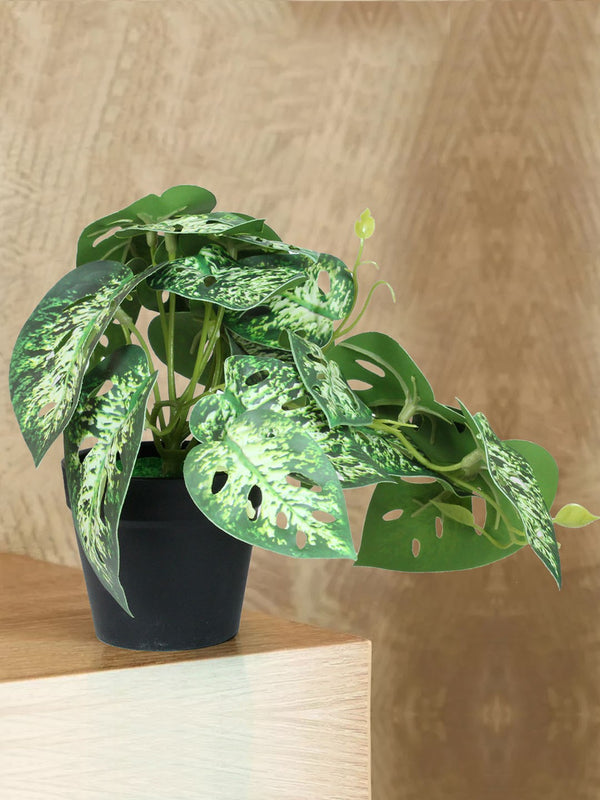 Green & Off White 2 Pieces Dieffenbachia & Begonia Artificial Plants