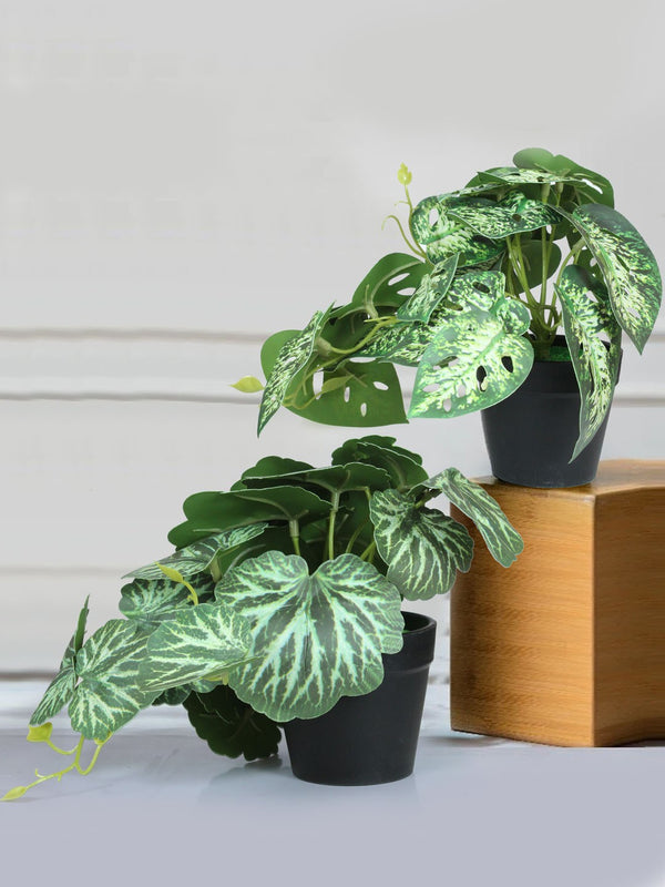 Green & Off White 2 Pieces Dieffenbachia & Begonia Artificial Plants