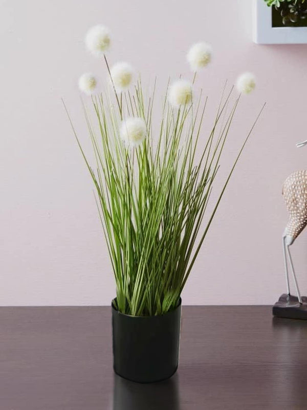 Pompom Grass Plant With Pot